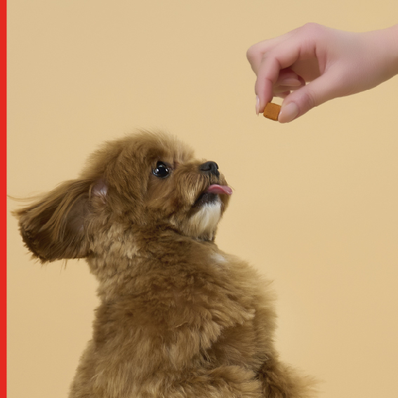 Creating Better Nutrition for
Pets with Health Conditions